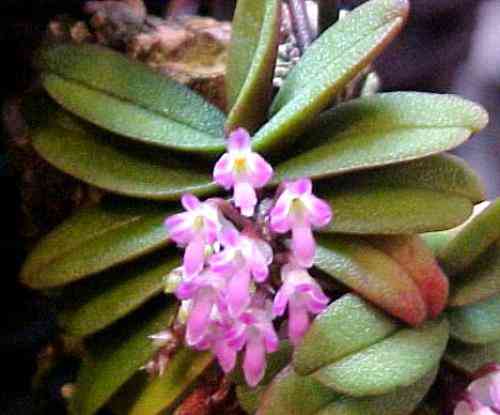 Schoenorchis fragrans